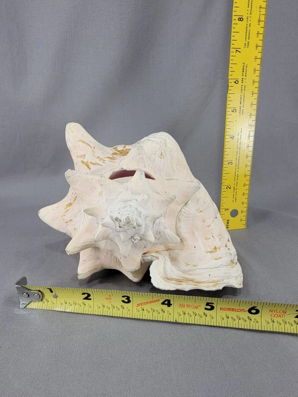 Vtg Natural Conch Seashell Shell Beach Nautical Home Decor Weathered Etched